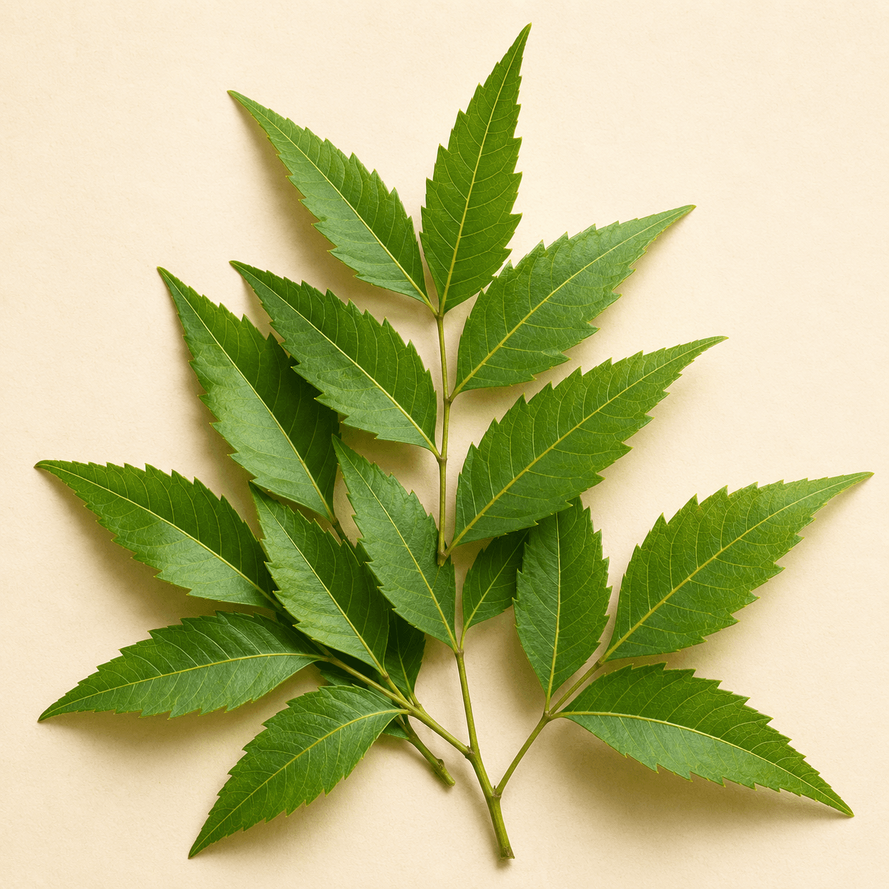 Neem